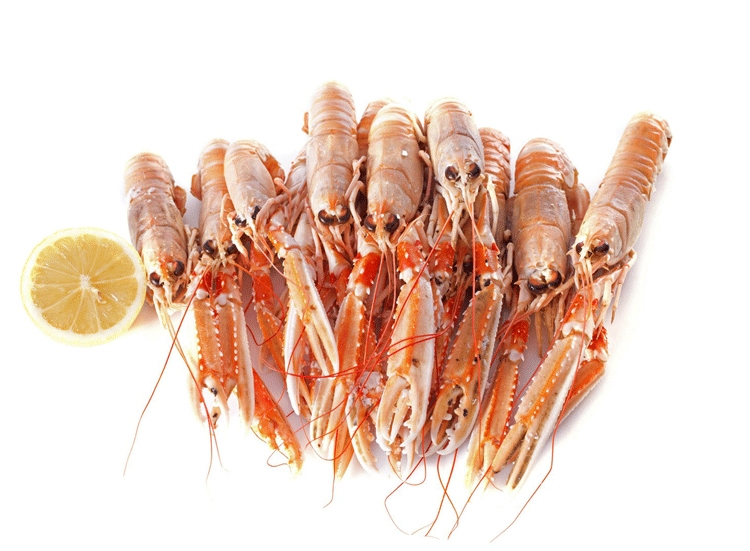 Shrimps Garnelen Unterschied