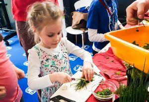 Die Kinder schneiden die Kräuter selbstständig klein