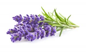 Lavendel