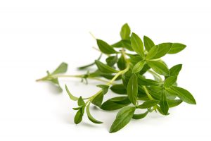 Bohnenkraut