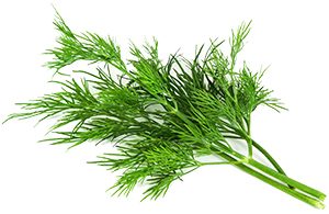 Dill