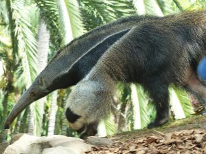 ALEXMENÜ ist Pate von einem Ameisenbär im Zoo Magdeburg