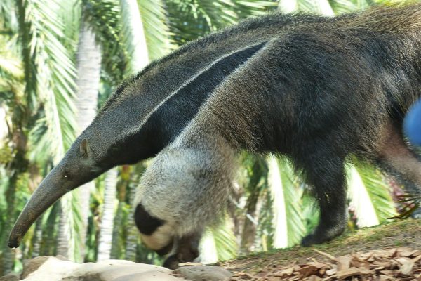 ALEXMENÜ ist Pate von einem Ameisenbär im Zoo Magdeburg