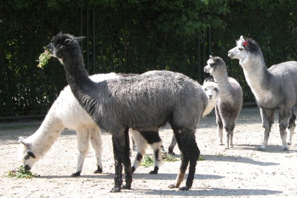 Wir freuen uns über unser neues Patentier! © Zoo Magdeburg