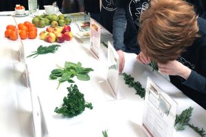 Die Besucher können am Stand von ALEXMENÜ ihr Wissen auf die Probe stellen. Erkennen Sie die heimischen Kräuter? © Bürgerstiftung Magdeburg