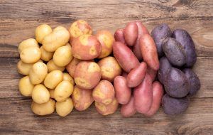 Verschiedene Sorten der Kartoffel